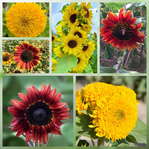 Mix Sunflower Seeds