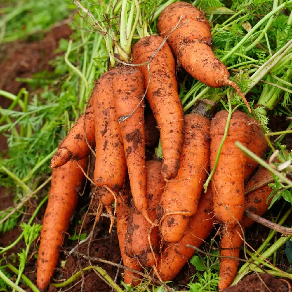Orange Carrot Seeds