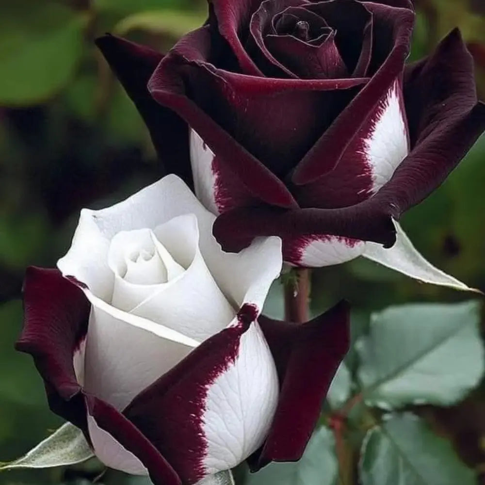 Osiria Rose Flower Seeds