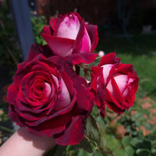 Osiria Rose Flower Seeds