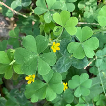 Oxalis Seeds - Yellow