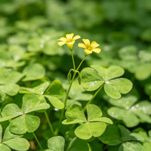 Oxalis Seeds - Yellow