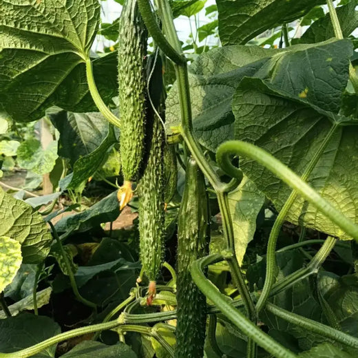 Palace King Cucumber Seeds