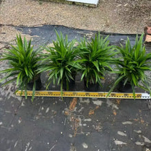 Pandan Seeds