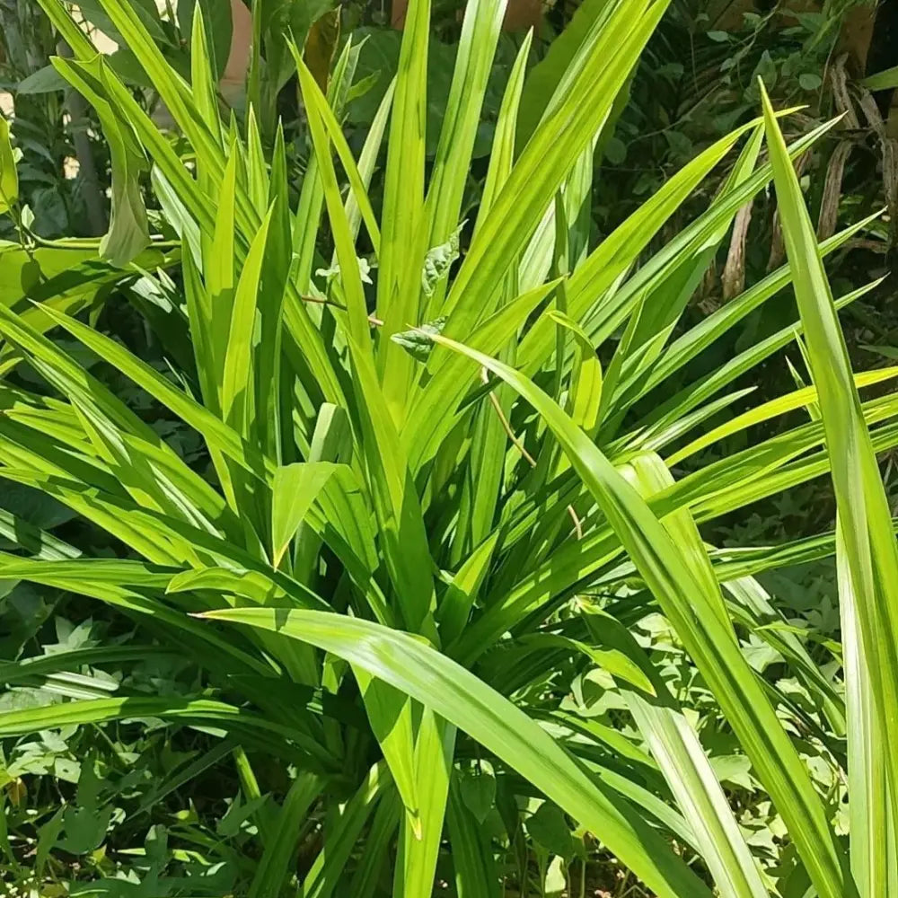 Pandan Seeds
