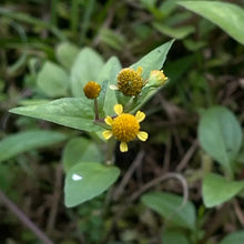 Paracress Seeds
