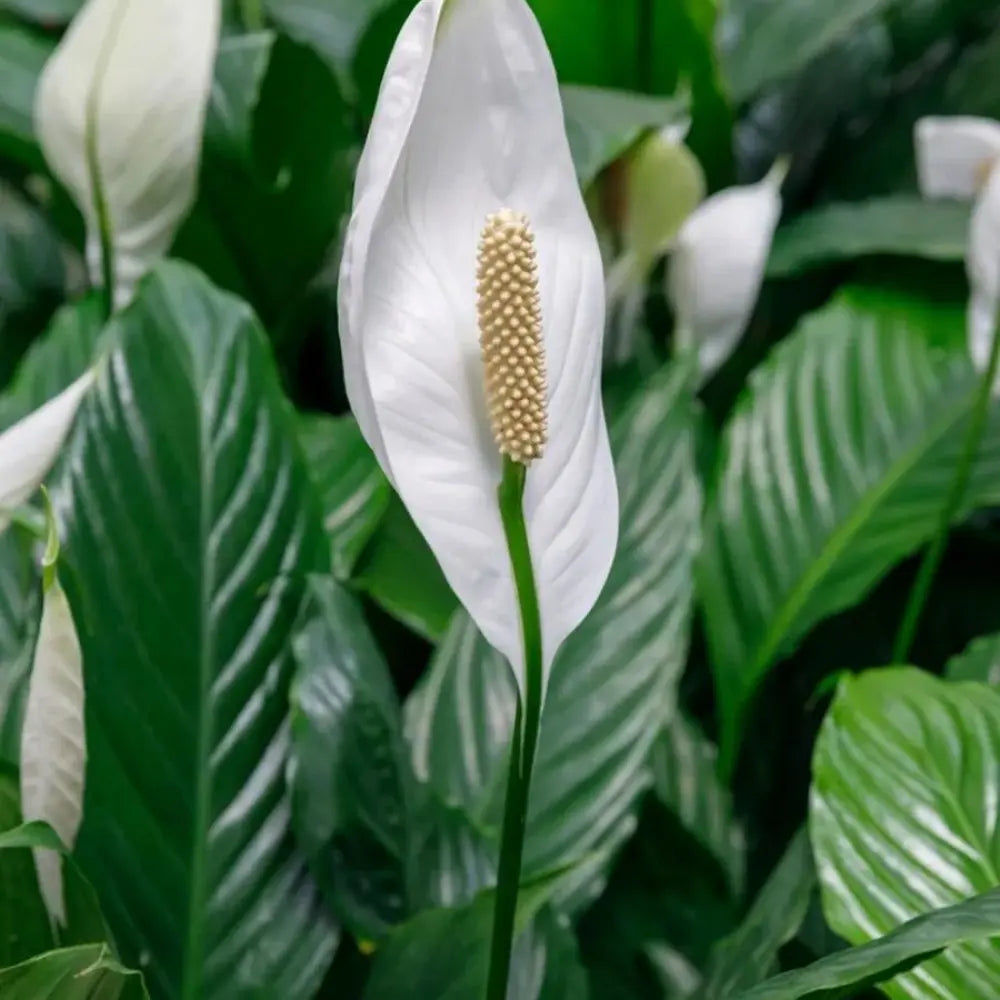 Peace Lily Seeds