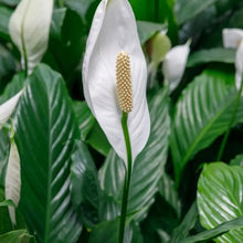 Peace Lily Seeds