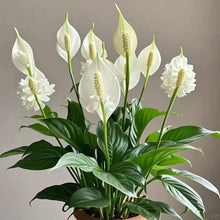 Peace Lily Seeds