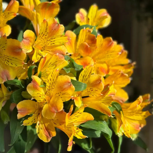 Peruvian Lily Mixed Flower Seeds Vibrant Garden Blooms