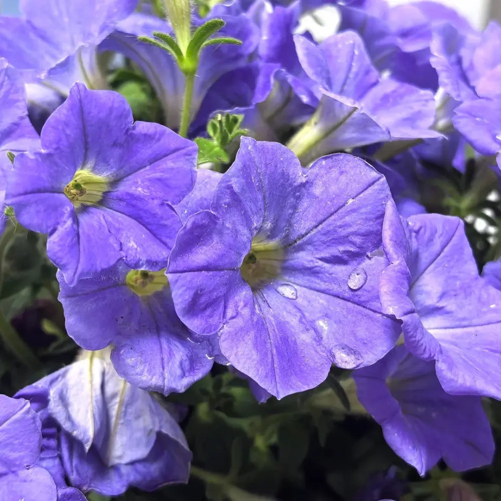 Petunia Seeds
