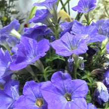 Petunia Seeds