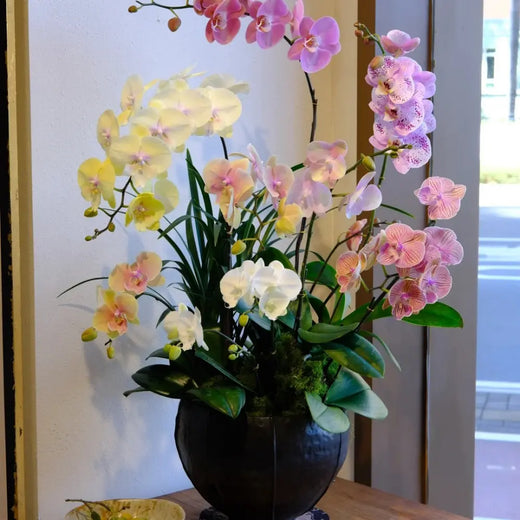 Phalaenopsis Orchid Seeds - Mixed