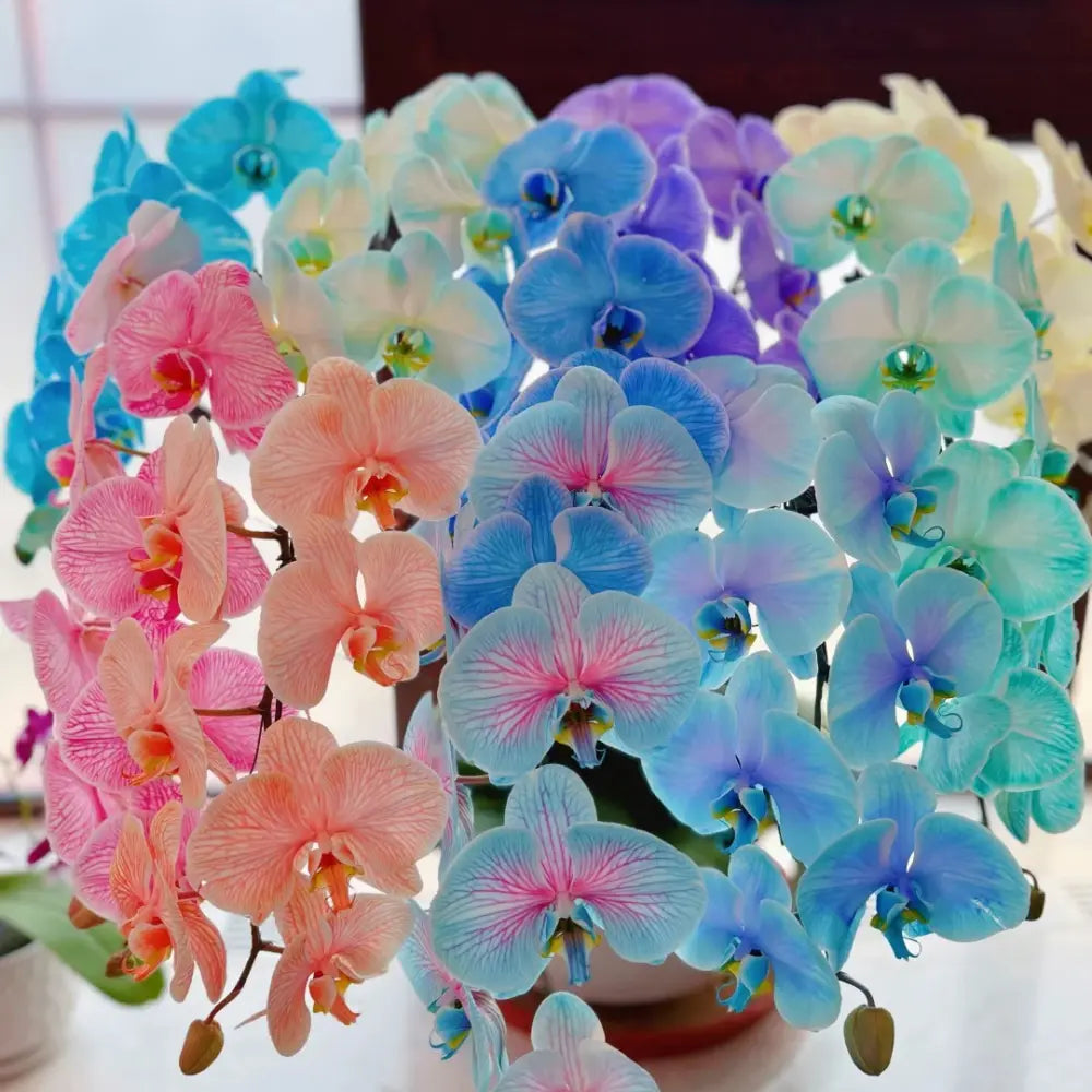 Phalaenopsis Orchid Seeds - Mixed