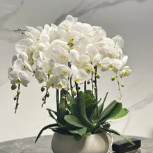 Phalaenopsis Orchid Seeds - White
