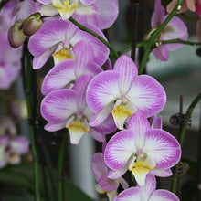Phalaenopsis Orchid Seeds