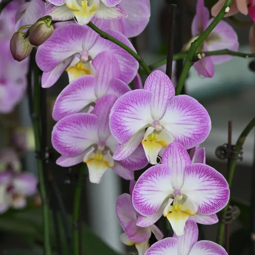 Phalaenopsis Orchid Seeds