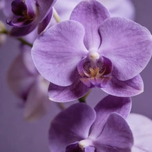 Phalaenopsis Orchid Seeds