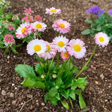 Pink English Daisy Seeds