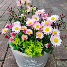 Pink English Daisy Seeds