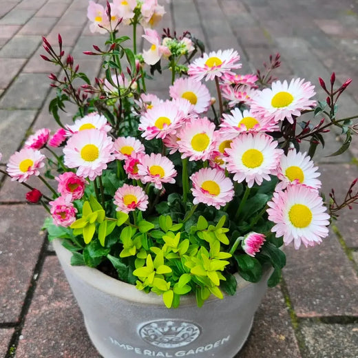 Pink English Daisy Seeds