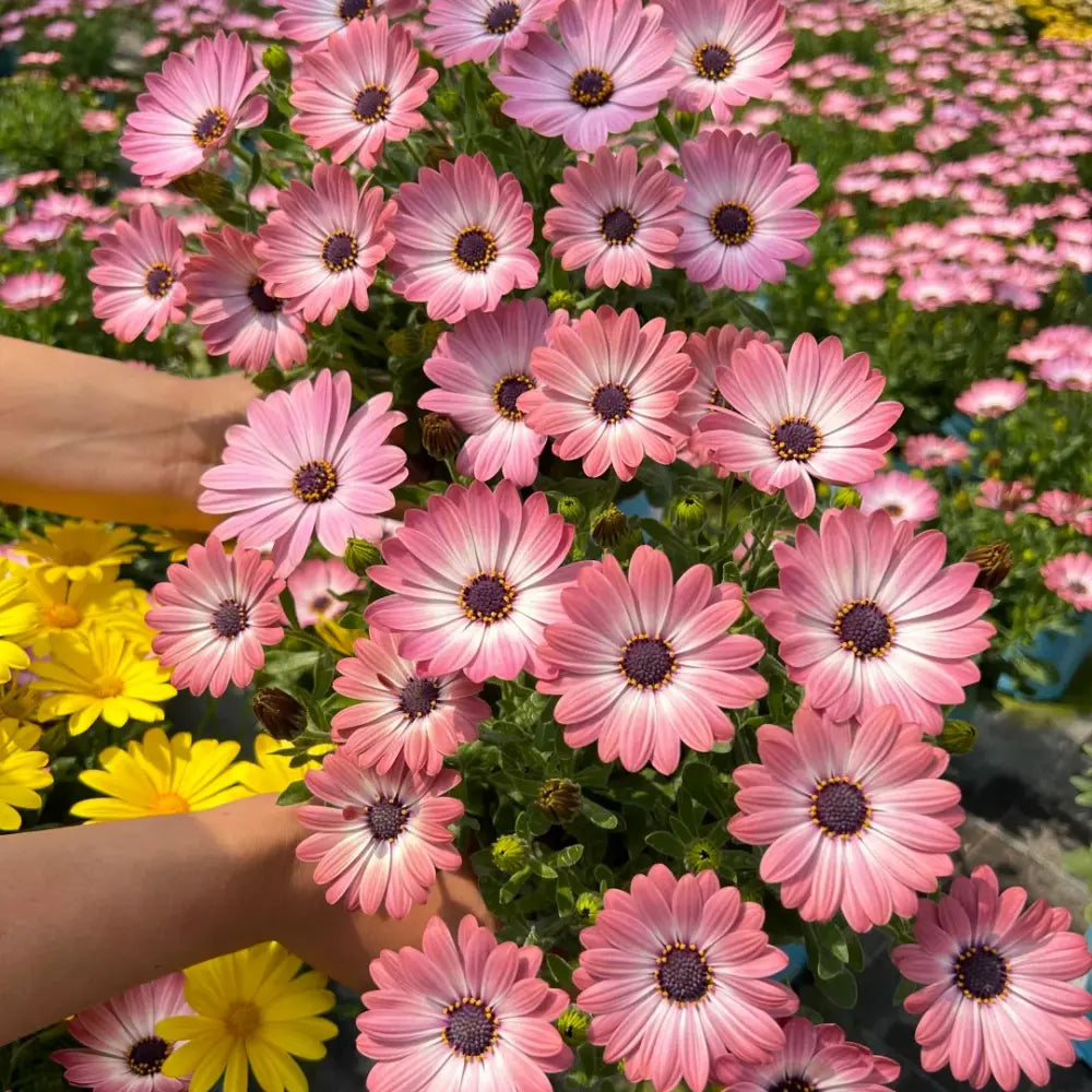 Pink French Marigold Seeds