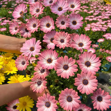 Pink French Marigold Seeds