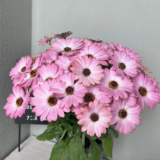 Pink French Marigold Seeds
