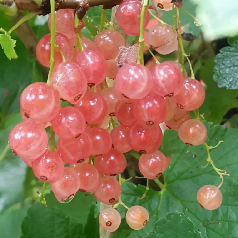 Pink Gooseberry Seeds