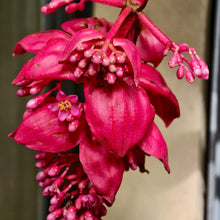 Pink Medinilla Seeds