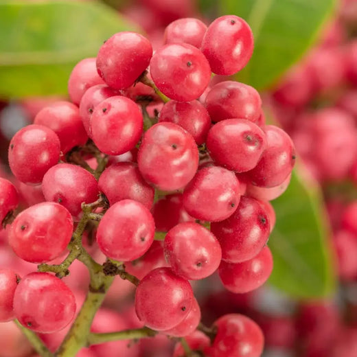 Pink Pepper Seeds