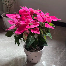Pink Poinsettia Seeds