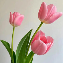 Pink Tulip Flower Seeds