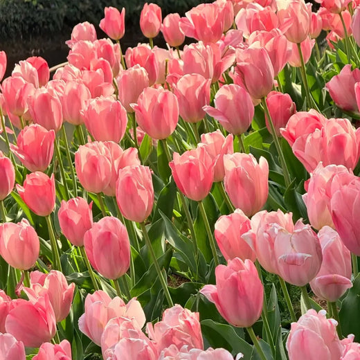 Pink Tulip Flower Seeds