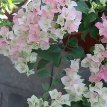 Pink White Bougainvillea Seeds