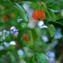 Pitanga Seeds