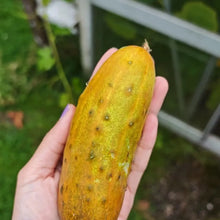 Podmoskovnyye Cucumber Seeds