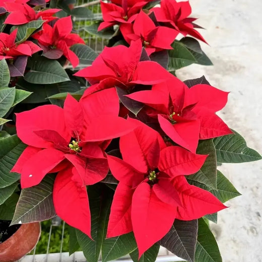 Poinsettia Seeds