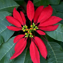 Poinsettia Seeds
