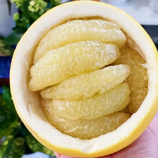 Pomelo Seeds