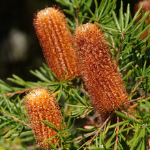 Protea Flower Seeds