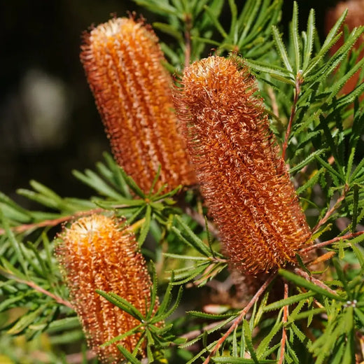 Protea Flower Seeds