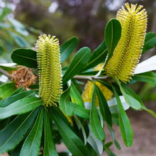 Protea Flower Seeds