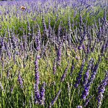 Provence Lavender Seeds