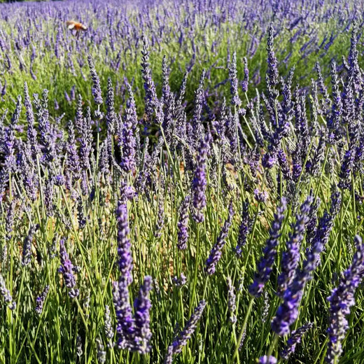 Provence Lavender Seeds