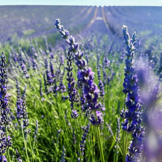 Provence Lavender Seeds