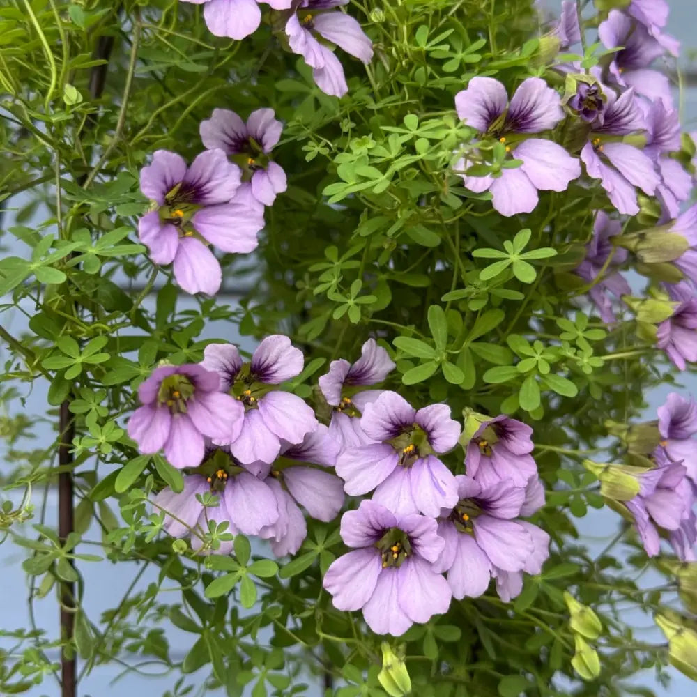 Purple Nasturtium Seeds