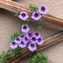 Purple Nasturtium Seeds