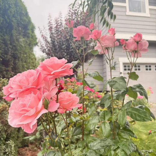 Queen Elizabeth Rose Seeds