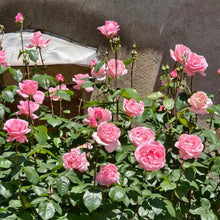 Queen Elizabeth Rose Seeds
